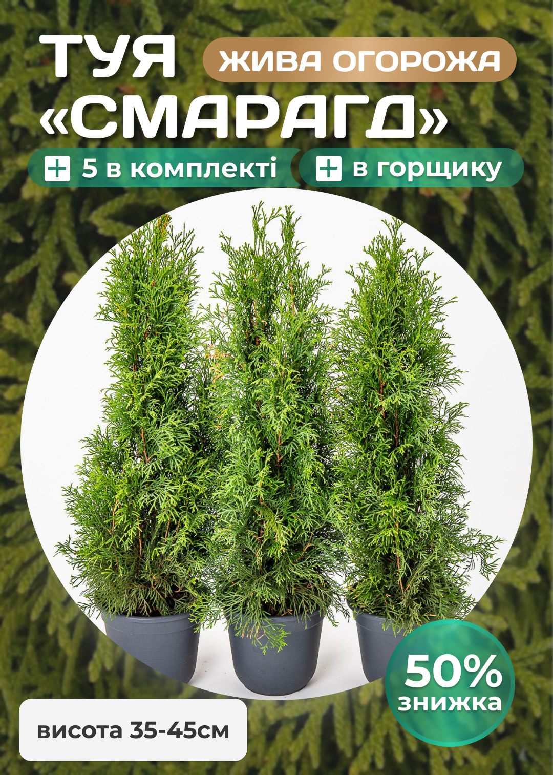 Туя Смарагд